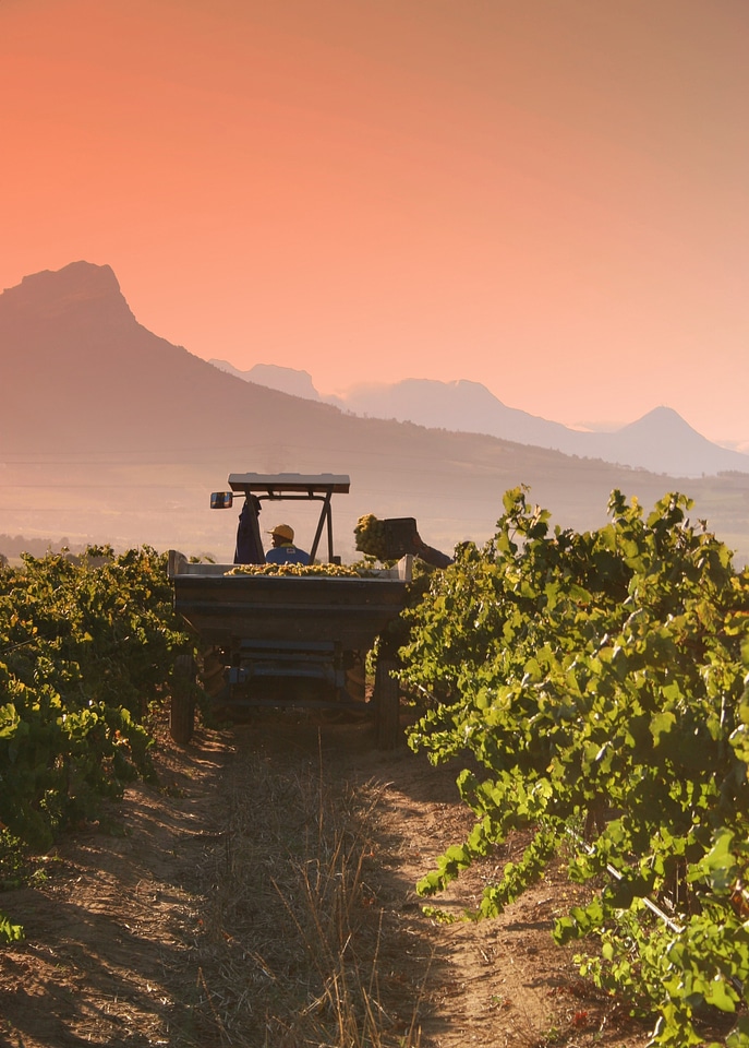 Wine grape vineyard