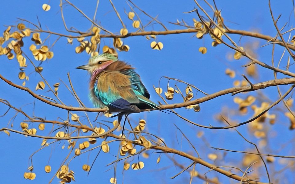 Animal beautiful photo bird
