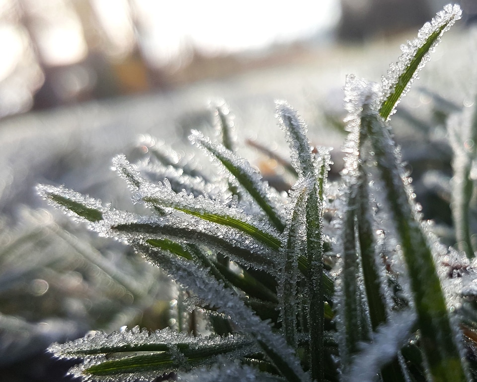Frost frozen grass