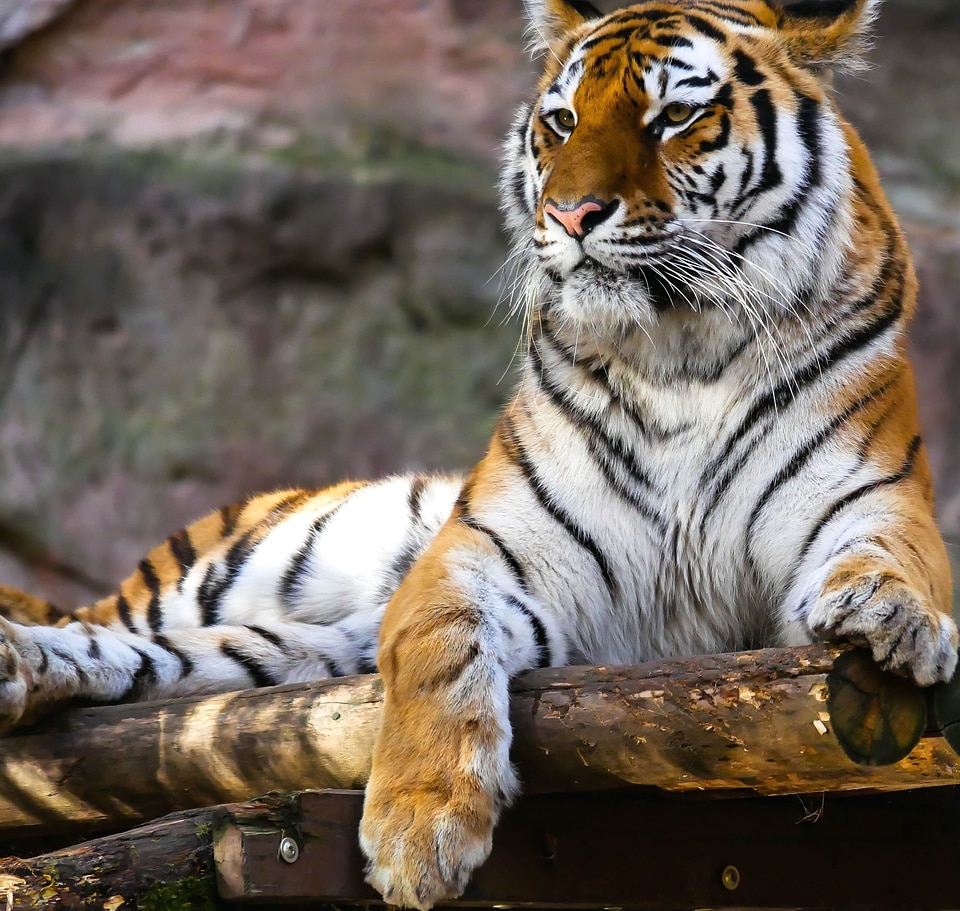 Africa animal cat