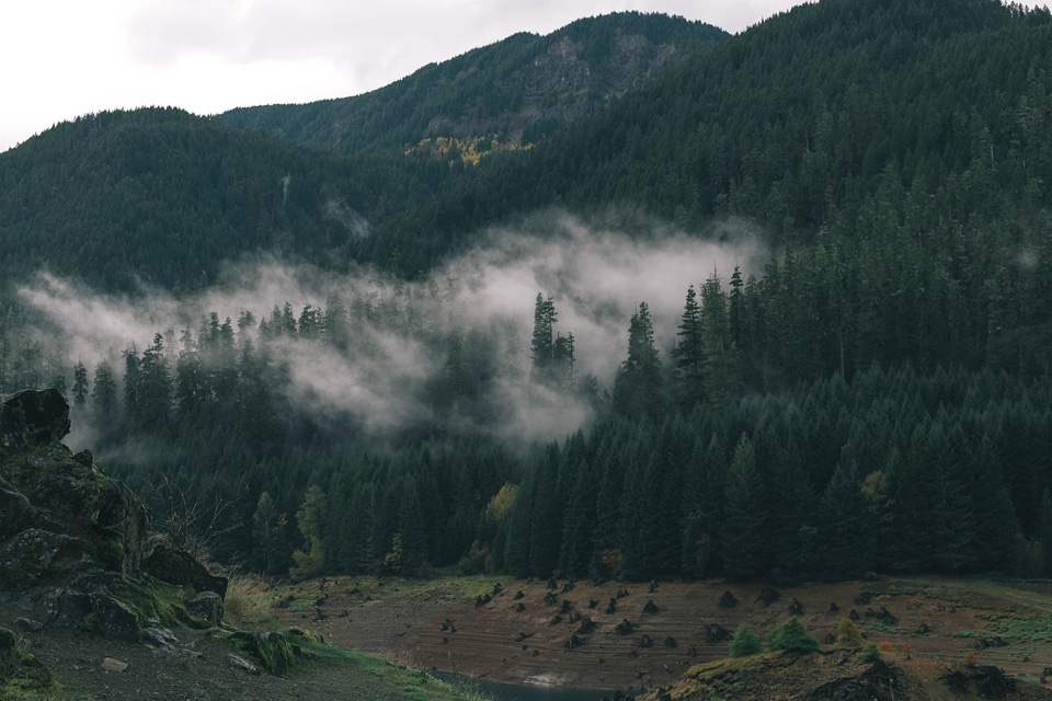 Fog forest mist
