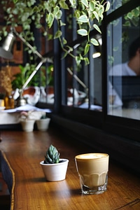 Cactus coffee coffee cup photo