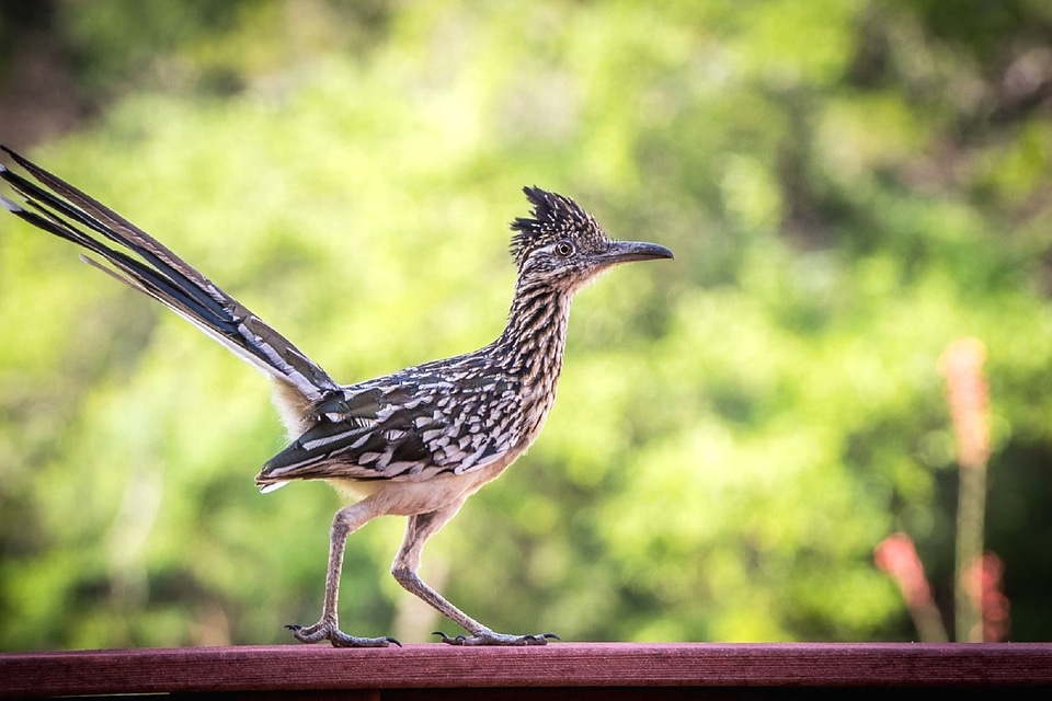 Animal exotic Geococcyx cuckoos
