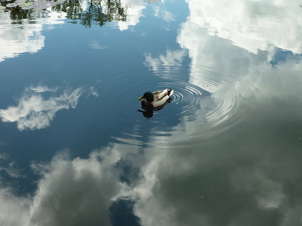 Water shine reflections