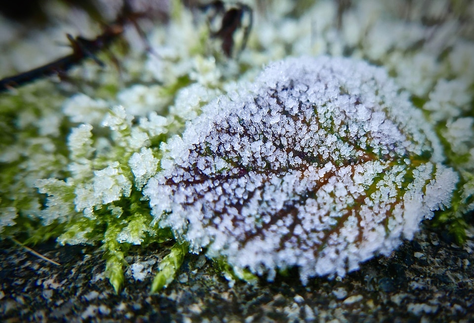 Bright frost garden
