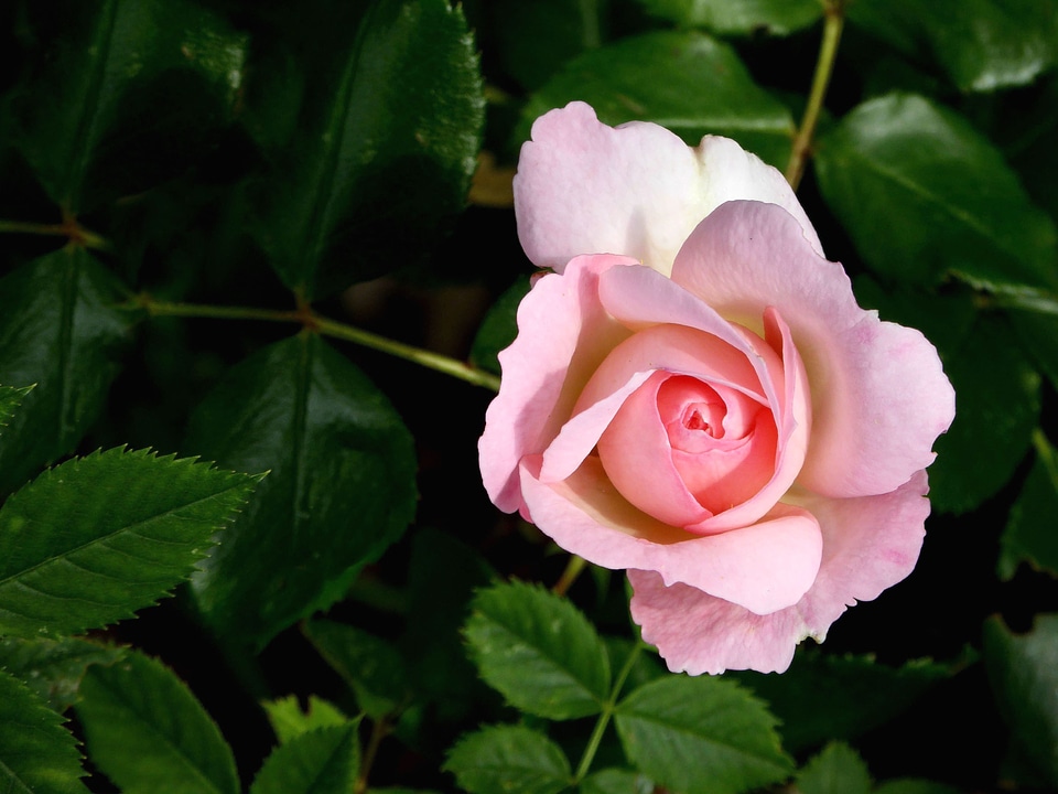 Beautiful Photo flower garden