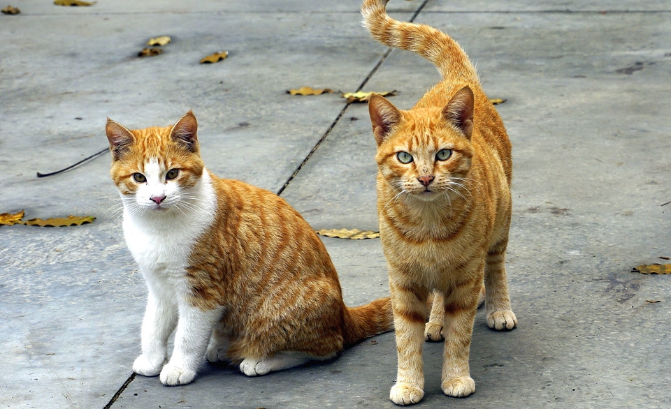Animals beautiful photo domestic