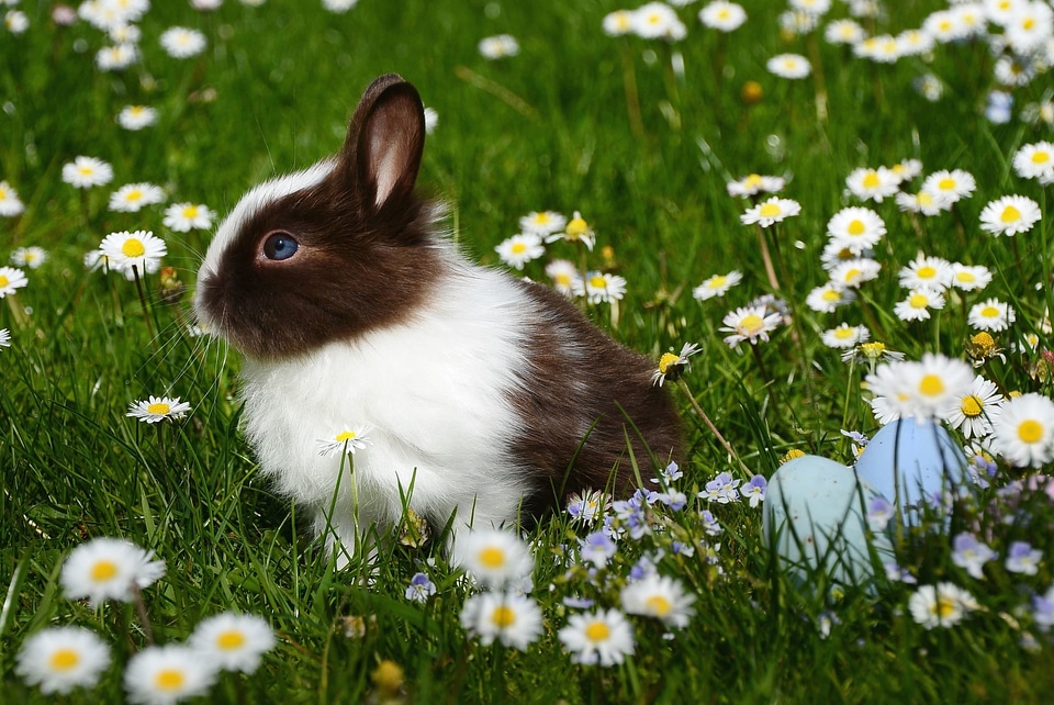 Animal beautiful photo field