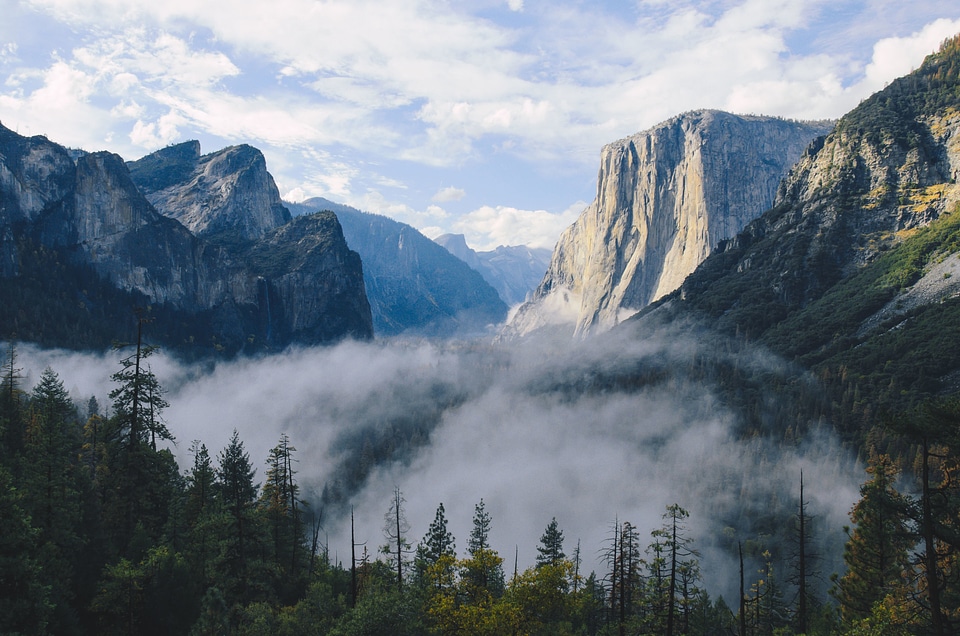Fog forest landscape