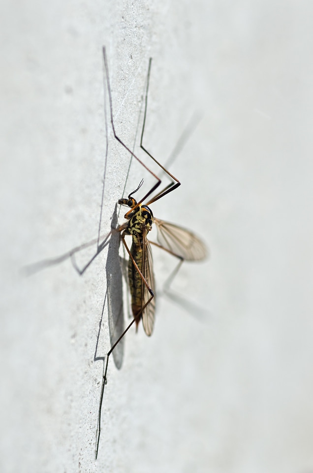 Macro detail tiplice
