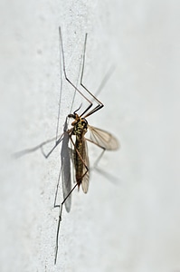 Macro detail tiplice