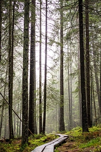 Conifer environment fog