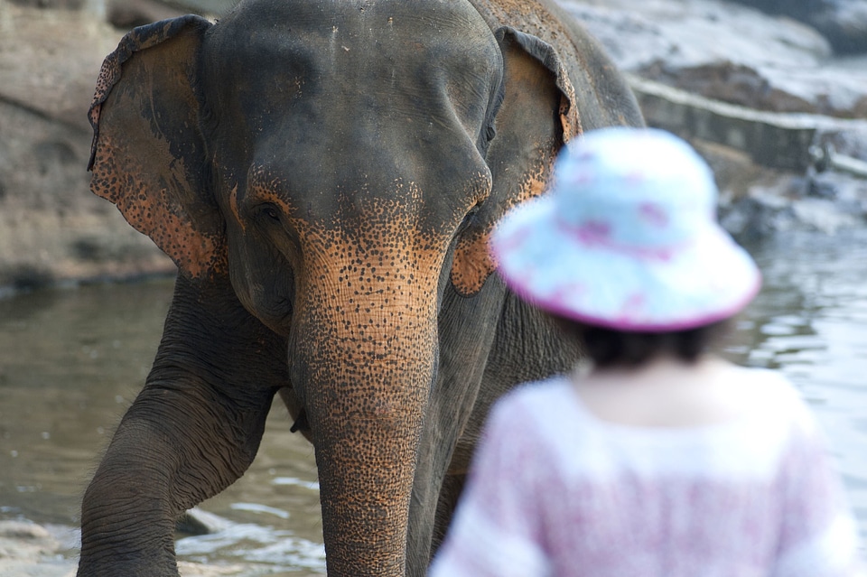 Bathing elephant mammal