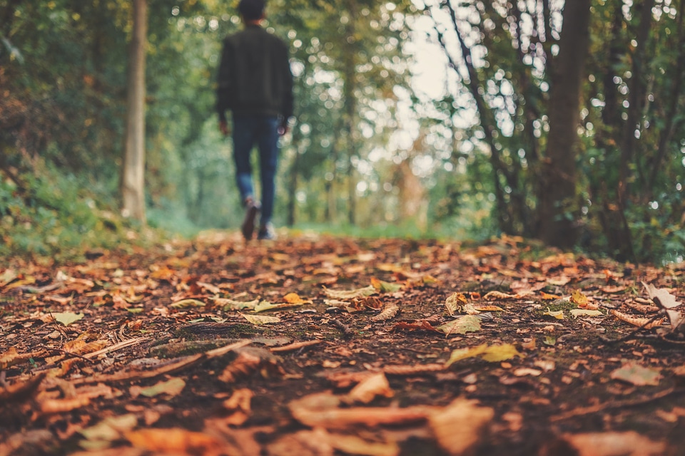 Autumn ground leaves