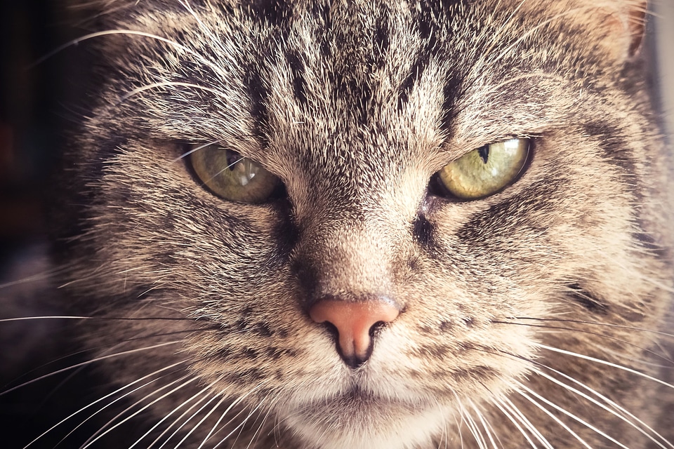 Animal beautiful photo cat