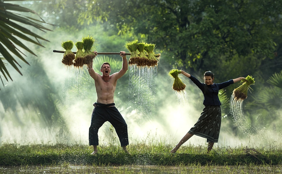 Asia beautiful photo farmer