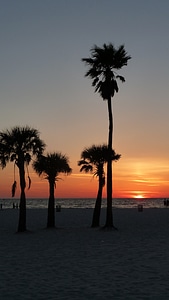 Silhouette palm sky photo
