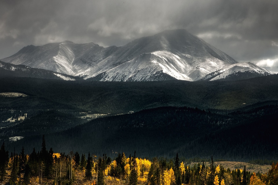 Fog forest landscape