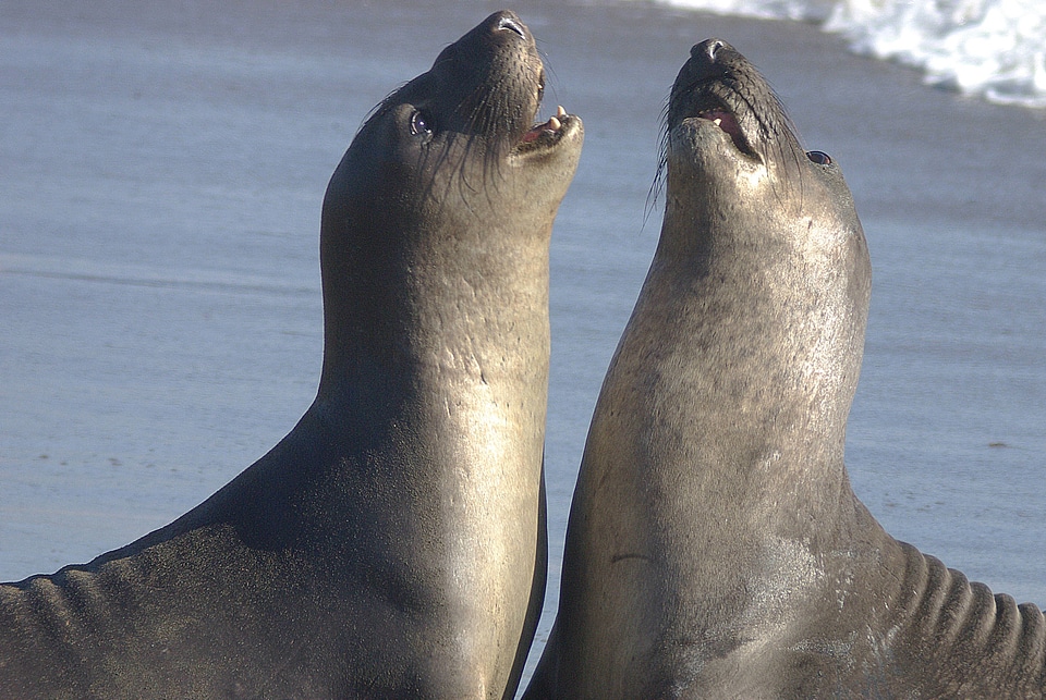 Animals beach ocean