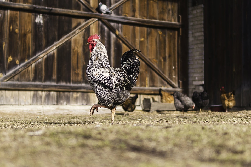 Agriculture animal backyard