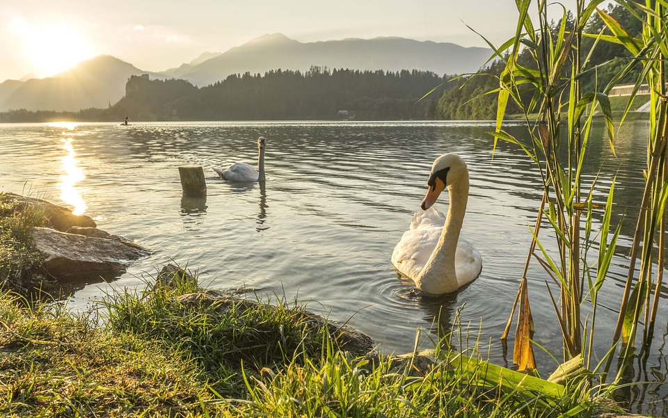 Beautiful Photo bird birds