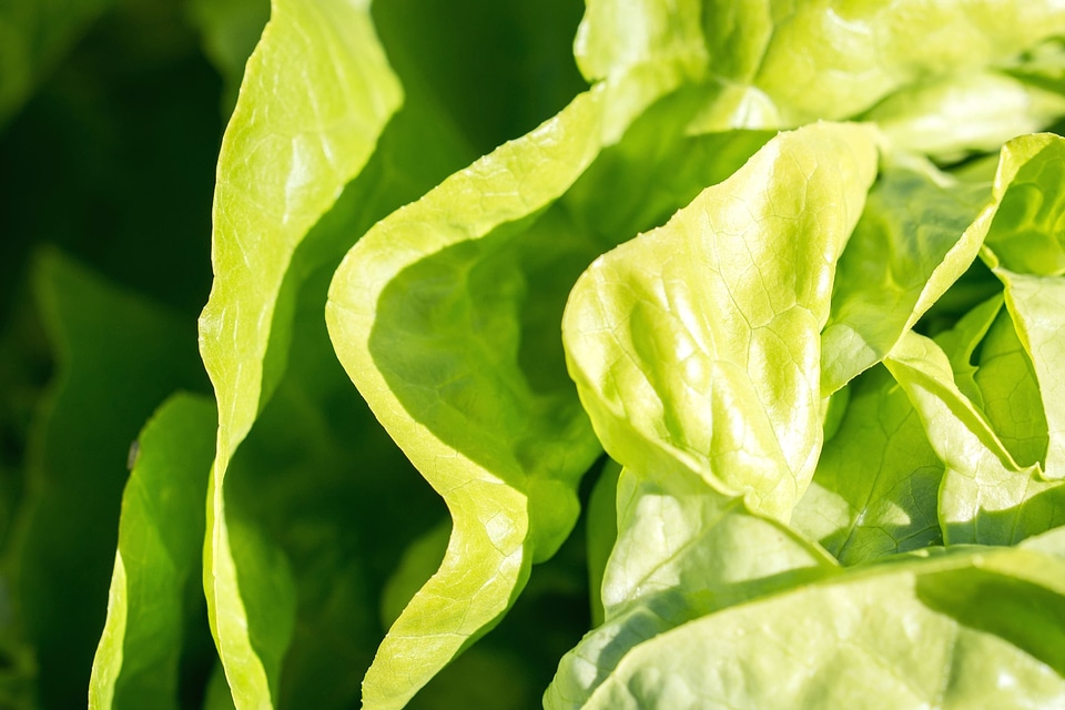 Agriculture crops fresh