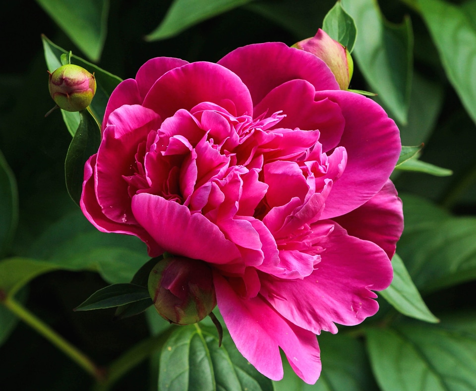 Bloom blossom buds
