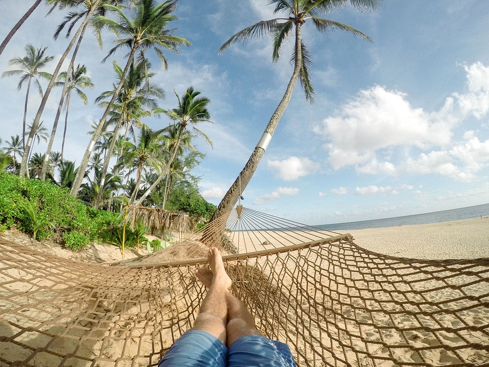Beautiful Photo palm summer