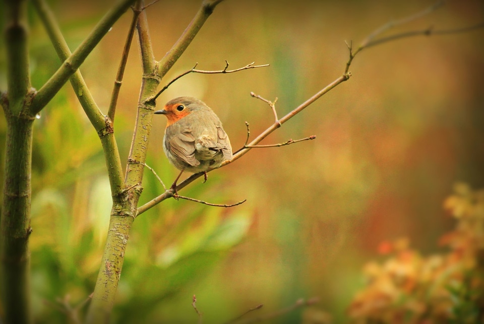 Animal beautiful photo bird