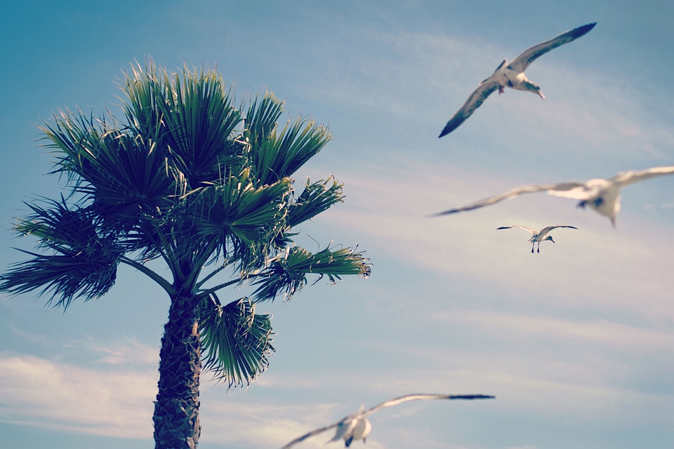 Birds blue sky sky
