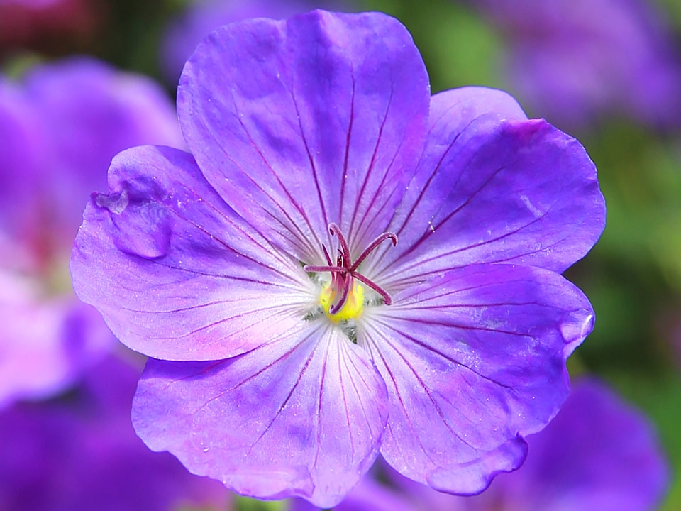 Beautiful Photo bloom blossom