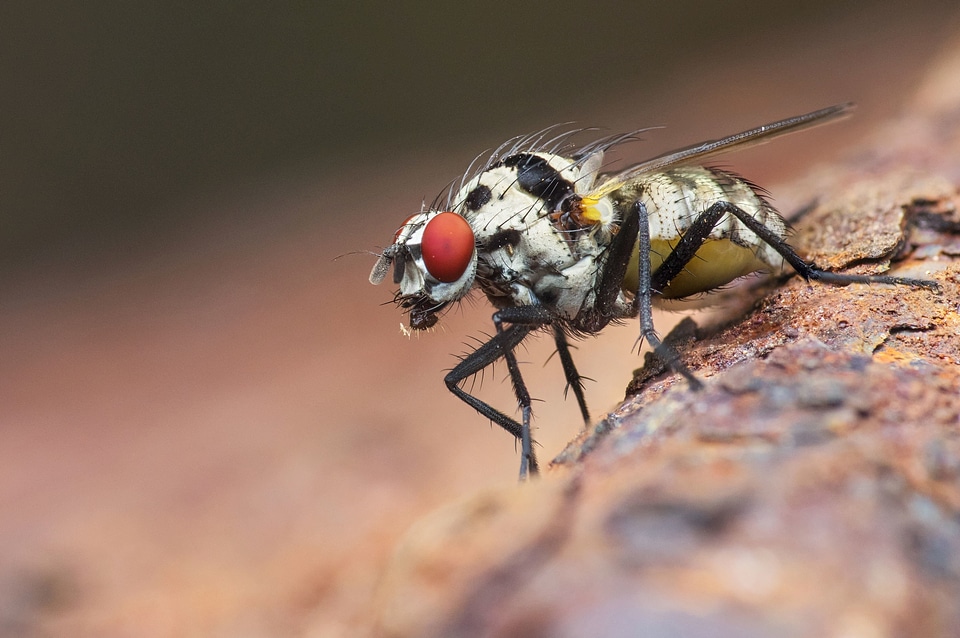 Beautiful Photo eye insect