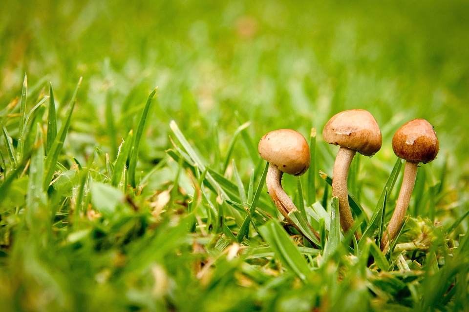 Fungus grass ground