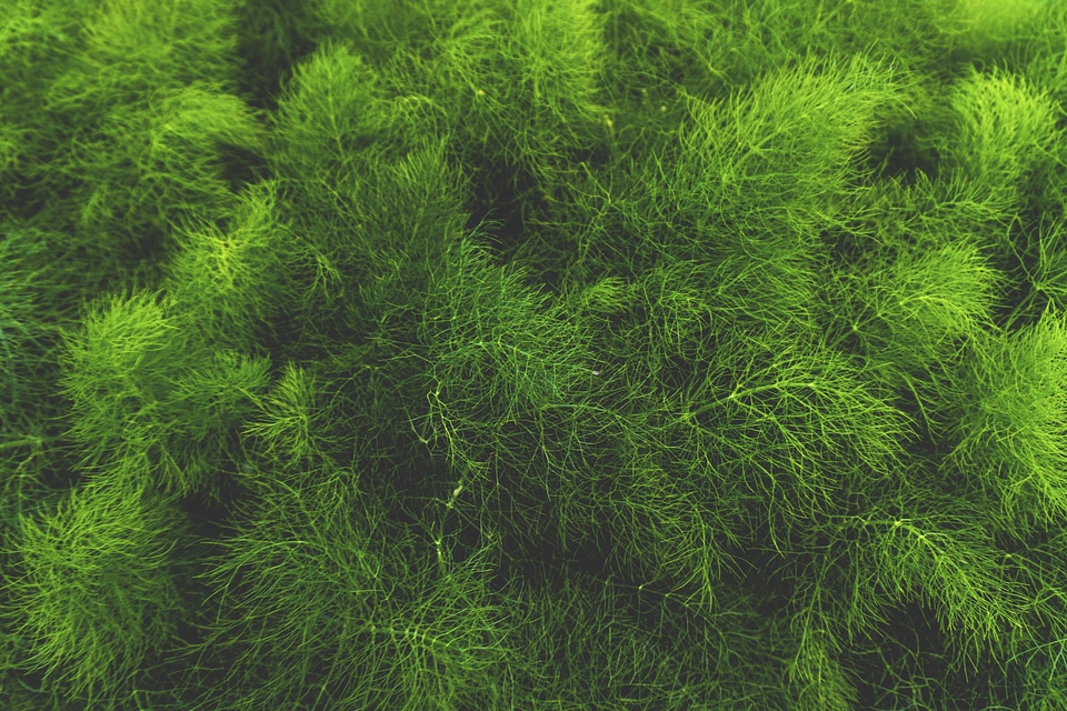 Branches conifer dark green