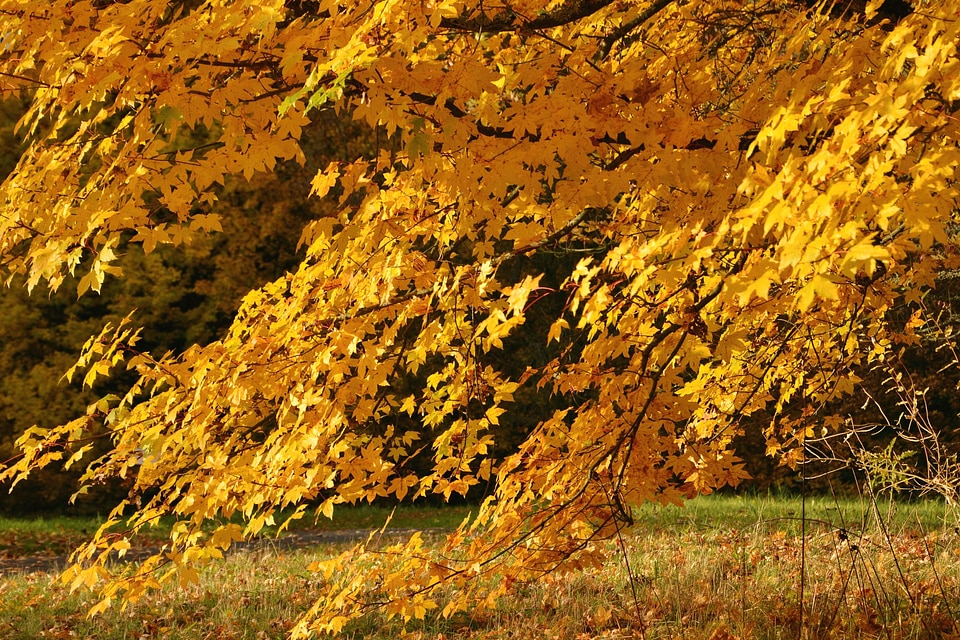 Autumn fall forest