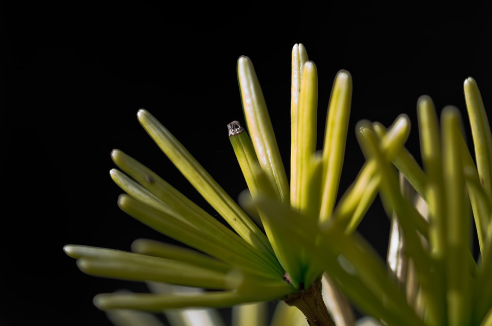 Macro dark evergreen tree