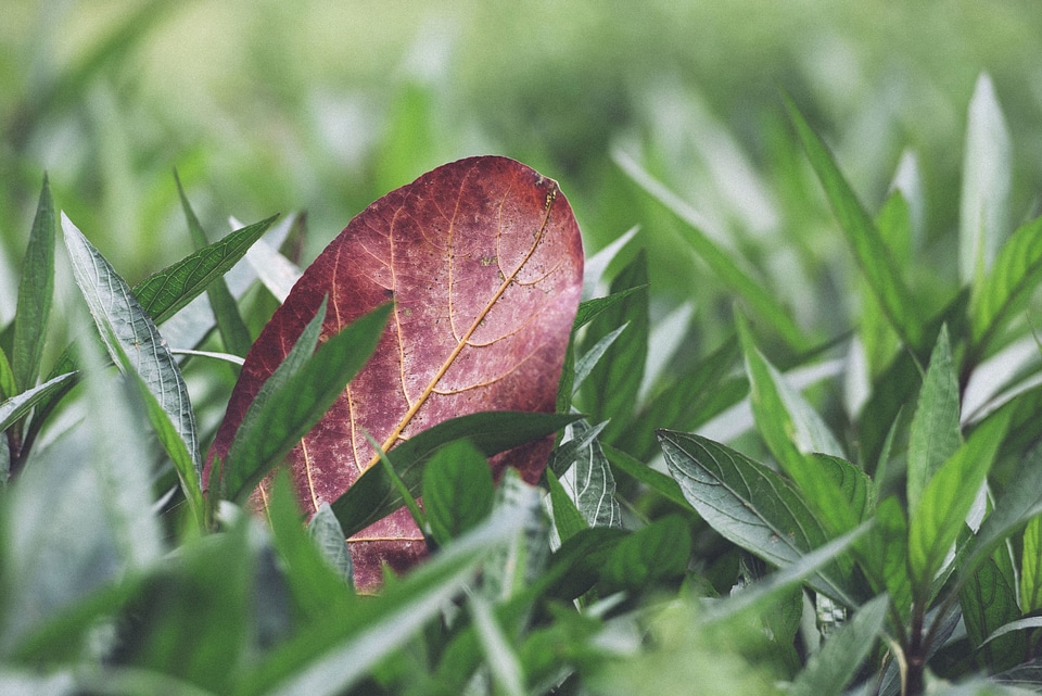 Dark Green green grass leaf