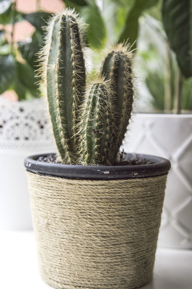 Cactus garden plant