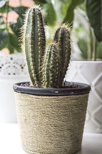 Cactus garden plant