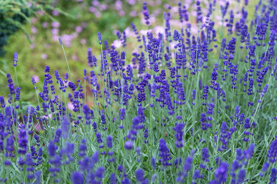 Bloom blossom field