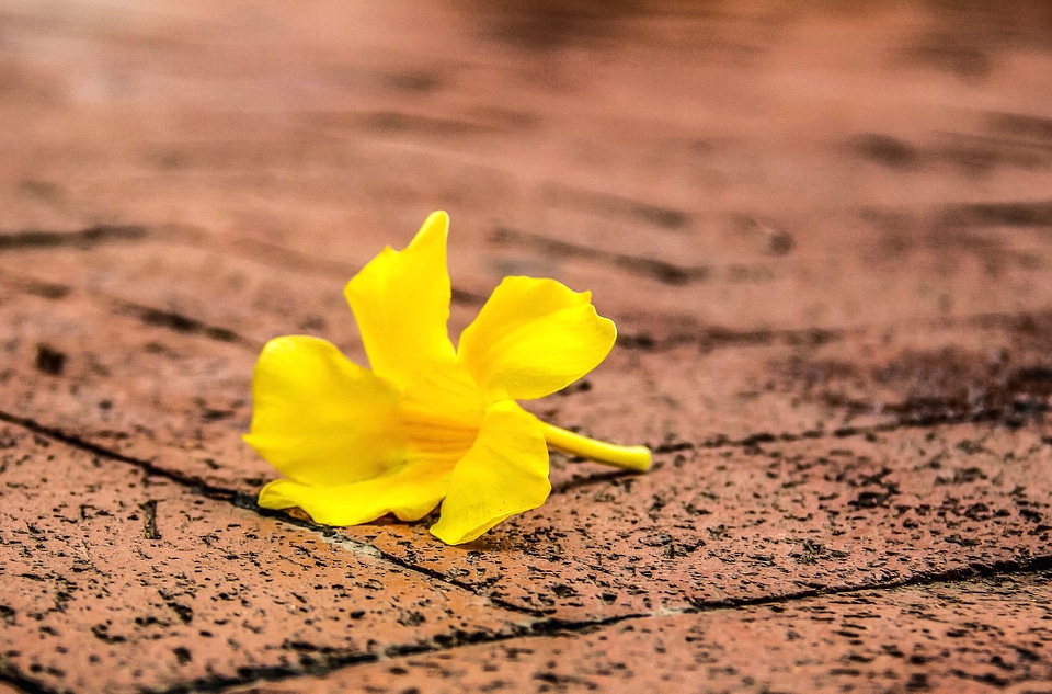 Beautiful Photo flower petals