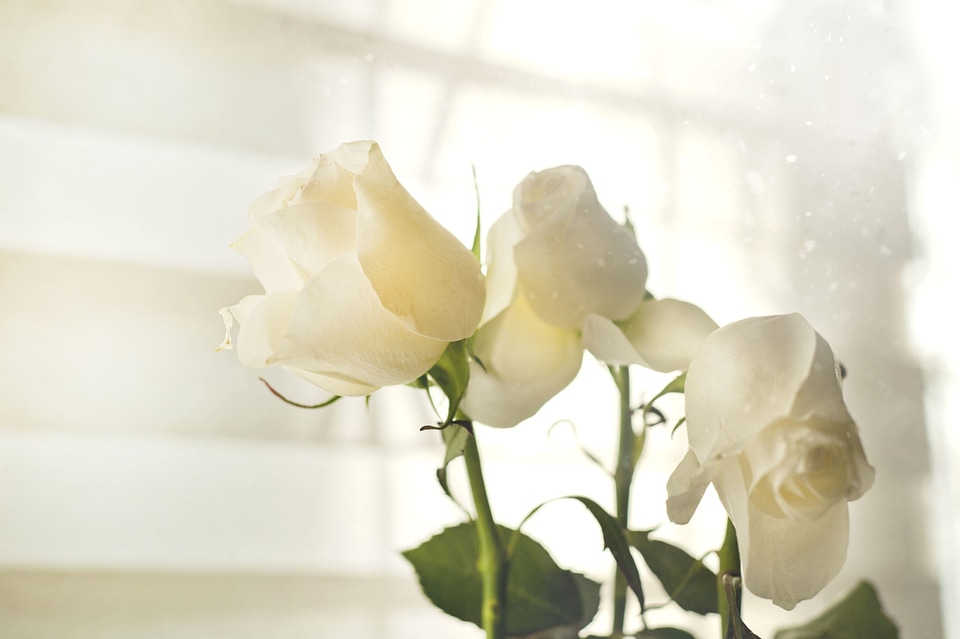 Beautiful Photo flower bud fresh