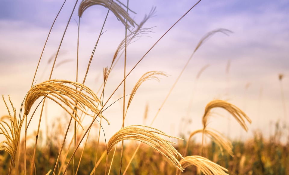Agriculture barley beautiful photo