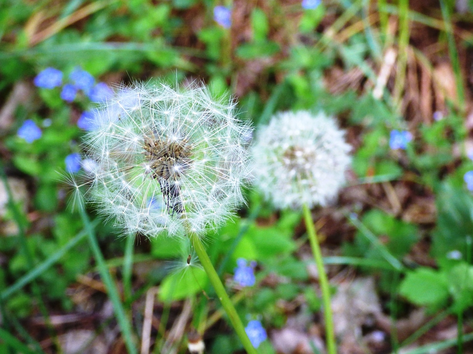 Dandelion flora flowers