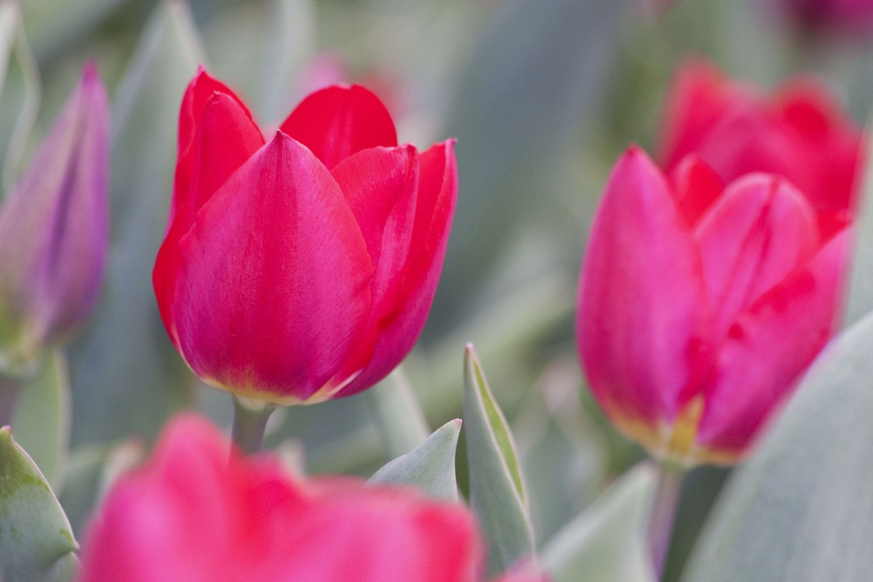 Nature flowers tulips