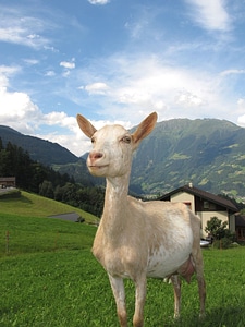 Animal goat grass photo