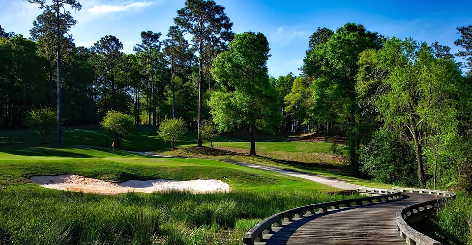 Golf green lawn