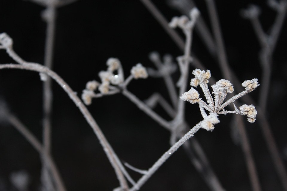 Branches buds flowers