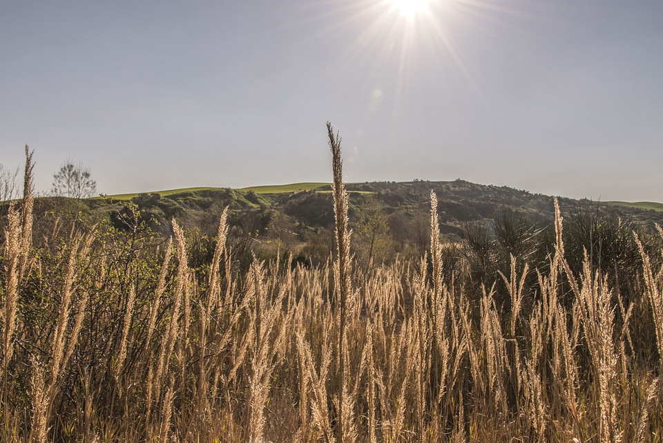 Countryside crop crops