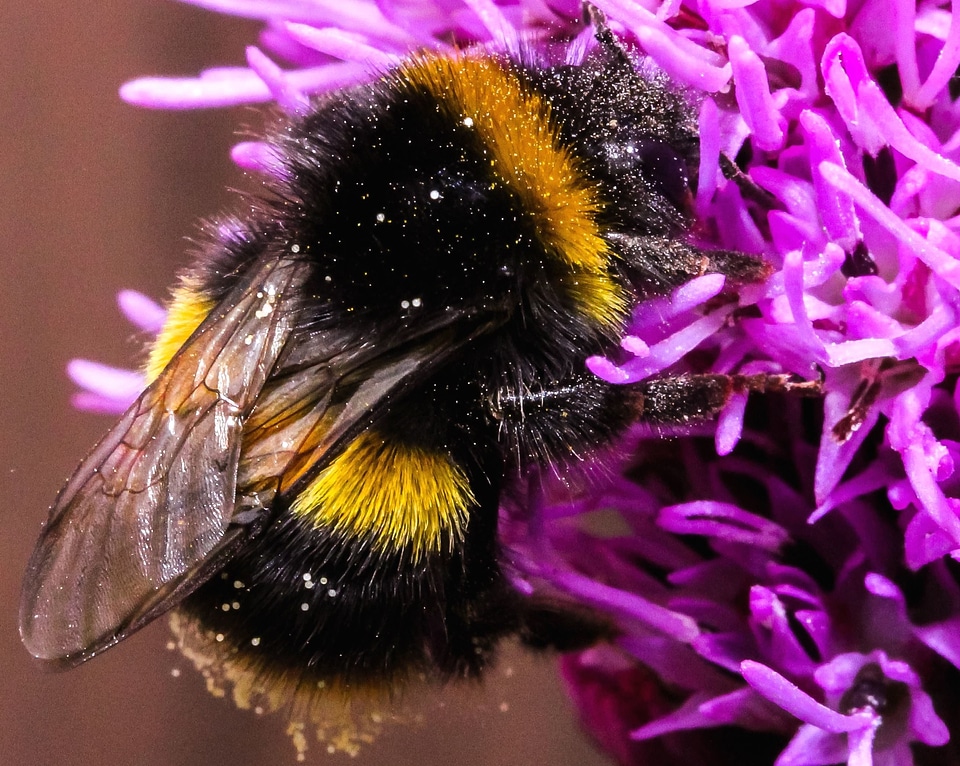 Flower honeybee insect
